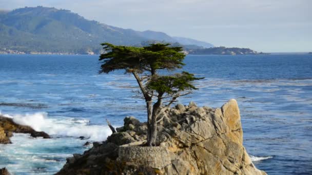 Lone Cypress Tree — Stock Video