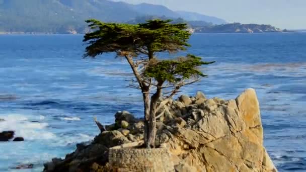 Time Lapse of Lone Cypress Tree — Stock Video