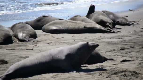 Sjöelefant beach — Stockvideo