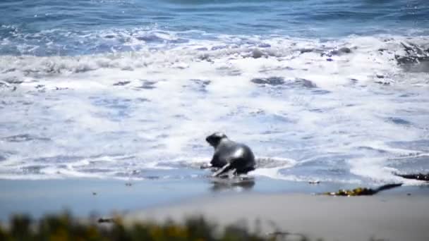 Playa de elefantes marinos — Vídeo de stock