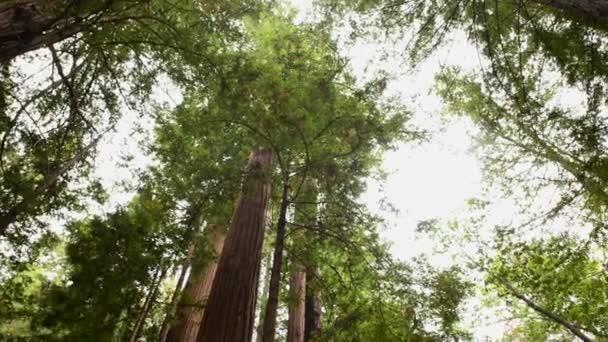 Pan van gigantische Sequoia's Redwood Trees — Stockvideo