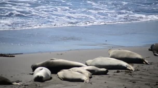 Praia da foca-elefante — Vídeo de Stock