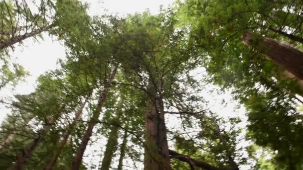 Pan van gigantische Sequoia's Redwood Trees — Stockvideo