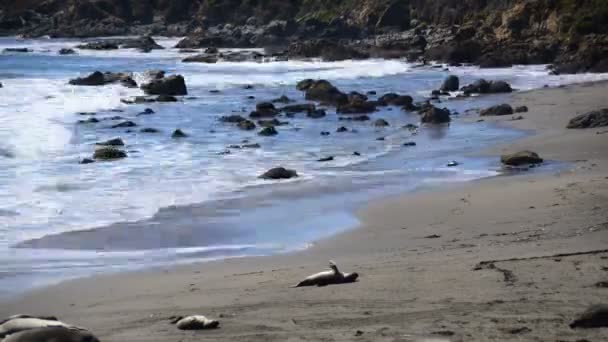 Пляж морський слон — стокове відео