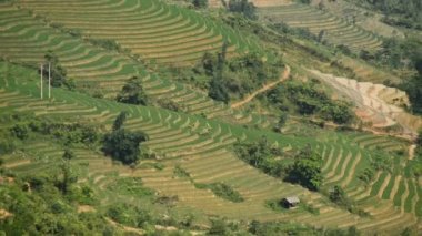 Pirinç çiftlik Teras Vietnam