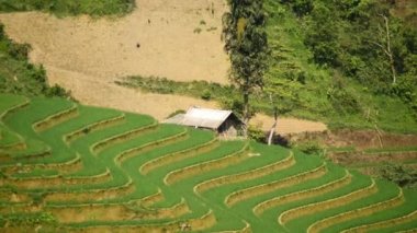 Pirinç çiftlik Teras Vietnam