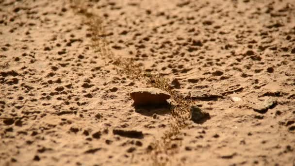 Obří mravenci kolonie — Stock video