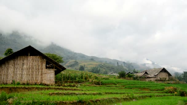 Casas rurales rodeadas de arroz — Vídeos de Stock