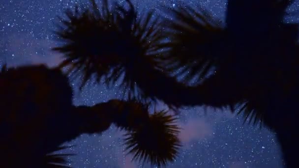Joshua árboles por la noche — Vídeo de stock