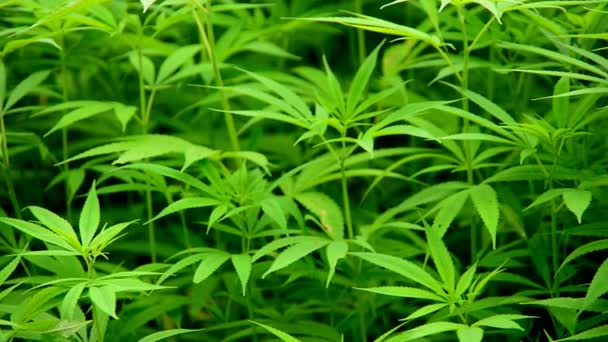 大麻植物生长在野外 — 图库视频影像