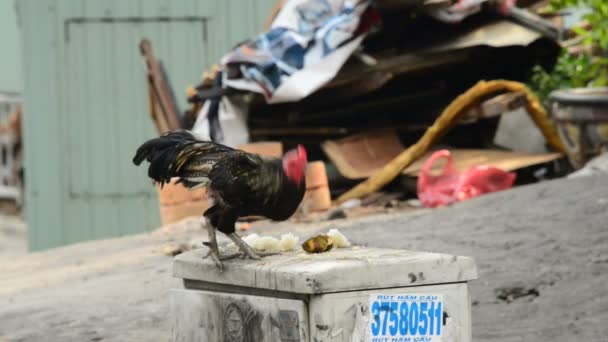 Gallo comiendo en una caja de servicios públicos — Vídeo de stock