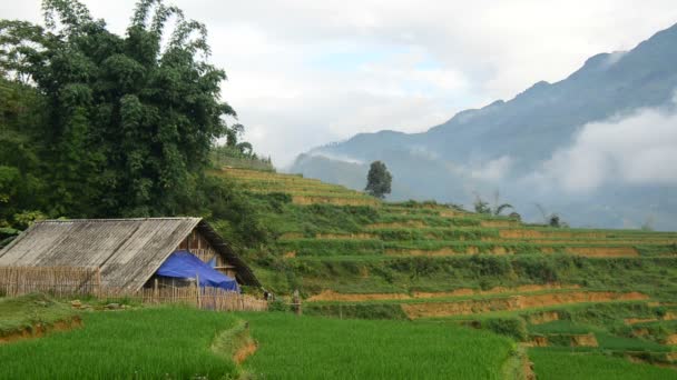 Terrazas de arroz en Green Valley — Vídeos de Stock