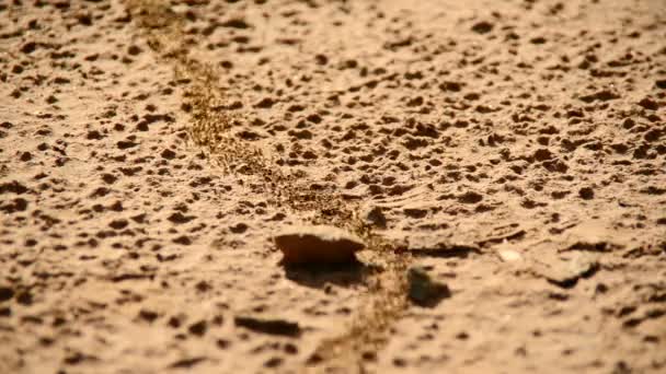 Colonia de hormigas gigantes en tierra desierta — Vídeos de Stock