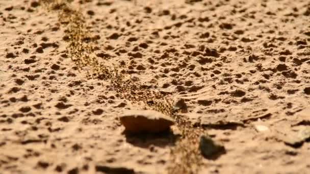 Colonia di formiche giganti su terreni desertici — Video Stock