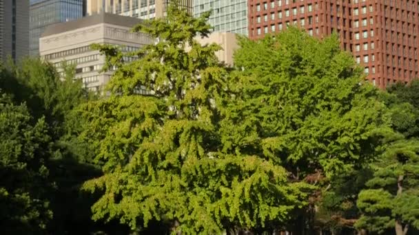 Ofis binaları ağaçlarıyla çevrili — Stok video