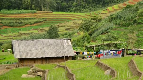 Rice Terraces in Green Valley — Stock Video