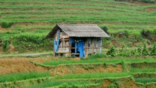 Rice Terraces in Green Valley — Stock Video