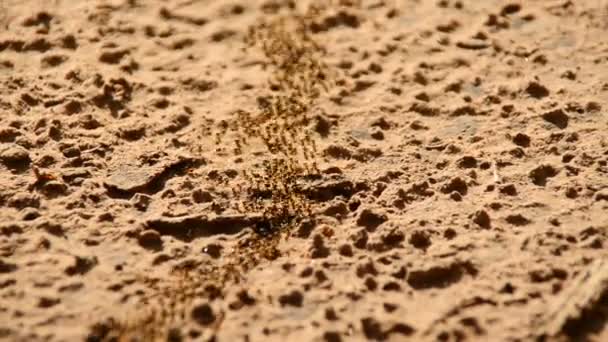 Colonia de hormigas gigantes en tierra desierta — Vídeo de stock