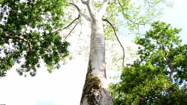 Дерево, растущее вокруг древнего храма — стоковое видео