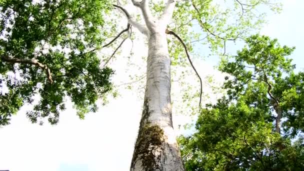 Árbol creciendo alrededor del antiguo templo — Vídeos de Stock