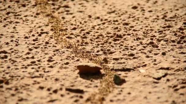 Colonia di formiche giganti su terreni desertici — Video Stock