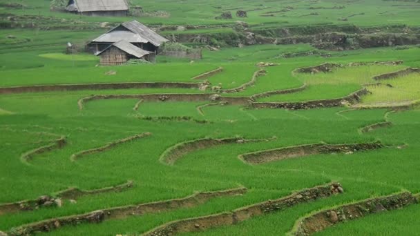 Terraços de arroz em Green Valley — Vídeo de Stock