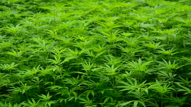 大麻植物生长在野外 — 图库视频影像