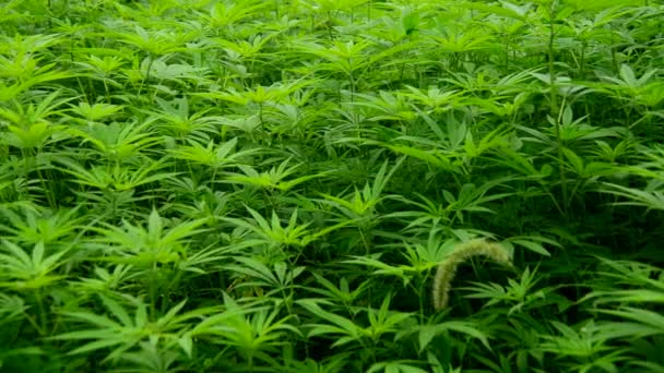 Hemp Plants growing in Wild — Stock Video