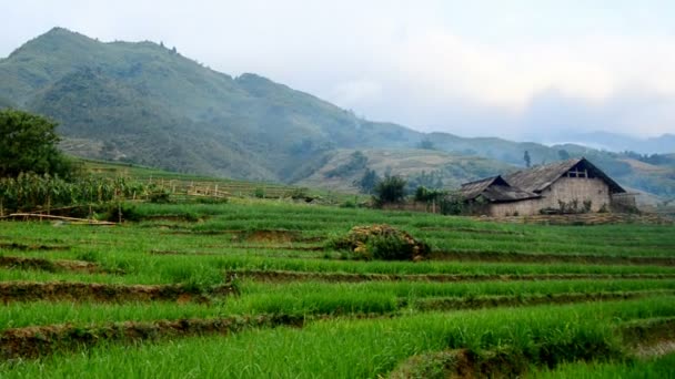 Terrazas de arroz en Green Valley — Vídeo de stock