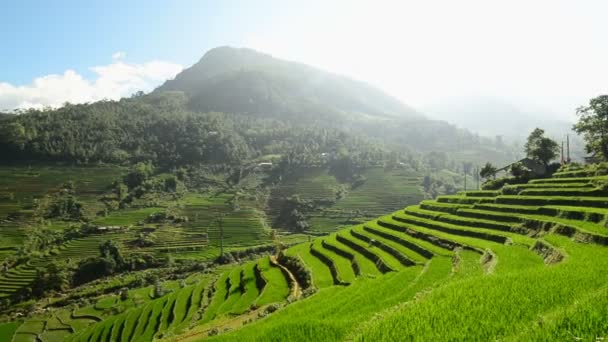 Risterrasser gård i Vietnam — Stockvideo