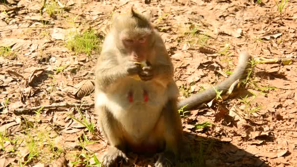 Мавпи їдять Lotus насіння — стокове відео