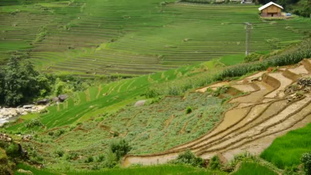 Terrazas de arroz en Green Valley — Vídeos de Stock