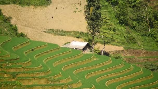 Terraços de fazenda de arroz no Vietnã — Vídeo de Stock