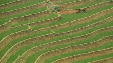 Pirinç çiftlik Teras Vietnam