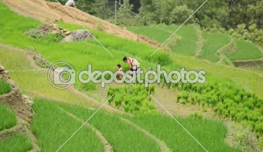 Vietnamca aile bir pirinç çiftlikte çalışma