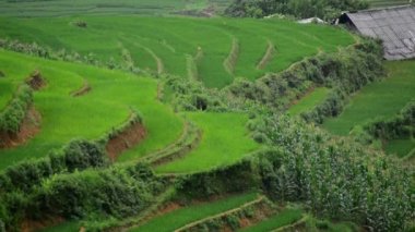 Pirinç çiftlik Teras Vietnam
