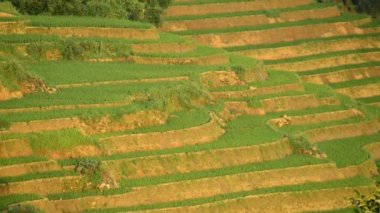 Pirinç çiftlik Teras Vietnam