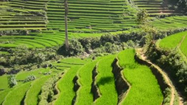 Yeşil Vadi içinde pirinç terasları