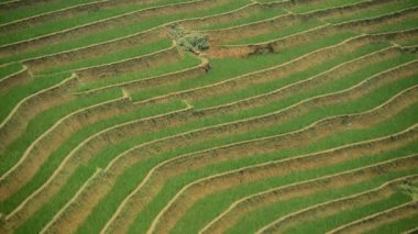 Pirinç çiftlik Teras Vietnam