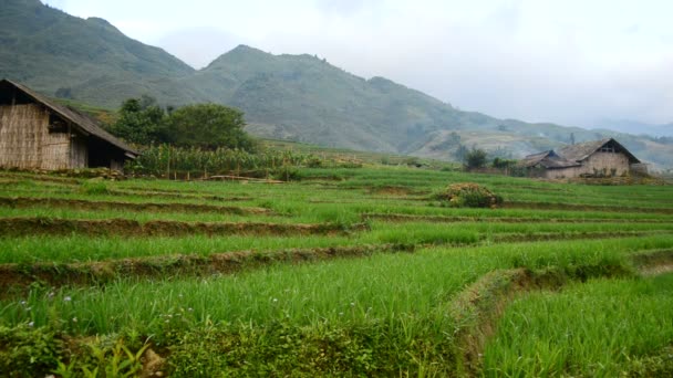 Terraços de arroz em Green Valley — Vídeo de Stock