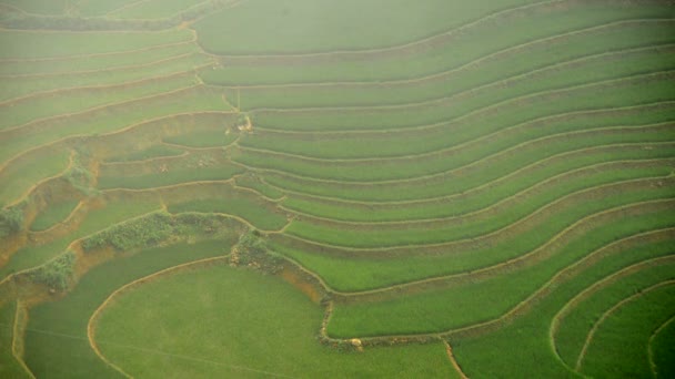 Rice Farm Terrazas en Vietnam — Vídeo de stock