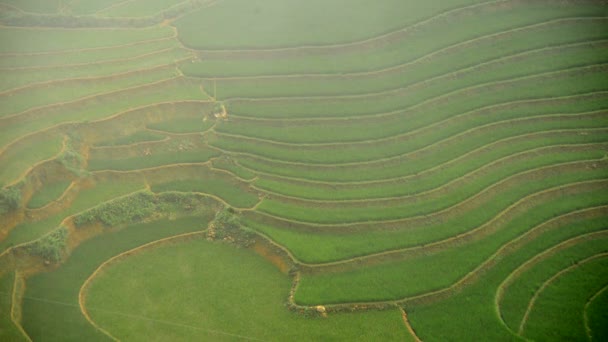 Rice Farm Terrazas en Vietnam — Vídeos de Stock