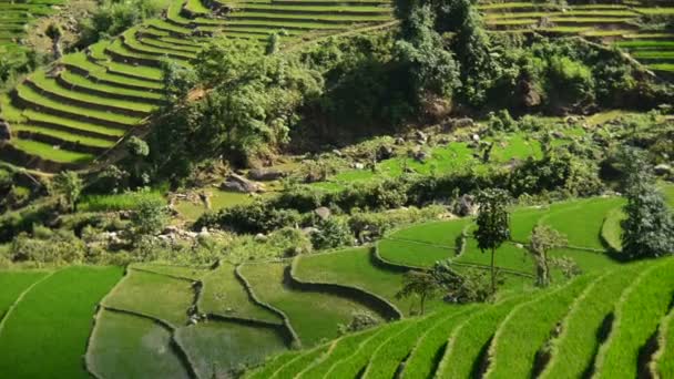 Rice Teraszok a Green Valley — Stock videók