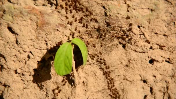 Colônia Formiga Gigante em terra deserta — Vídeo de Stock