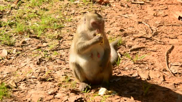 Aap op Angkor Wat tempel — Stockvideo