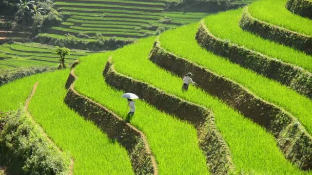 Munkavállalók ültetés rizs — Stock videók