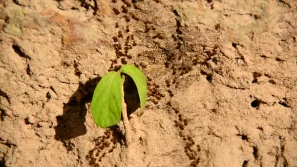 Obří mraveniště na pouštní půdy — Stock video