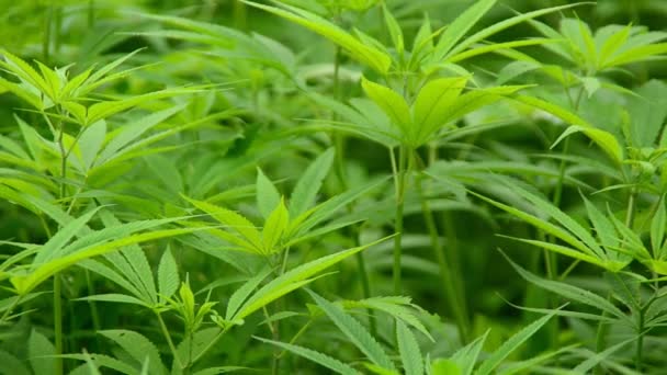 Hemp Plants growing in Wild — Stock Video