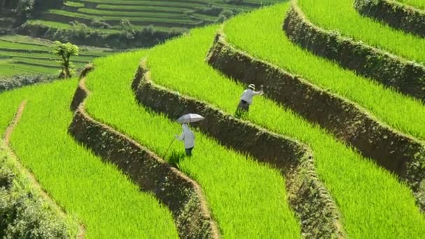 Trabajadores que plantan arroz — Vídeos de Stock