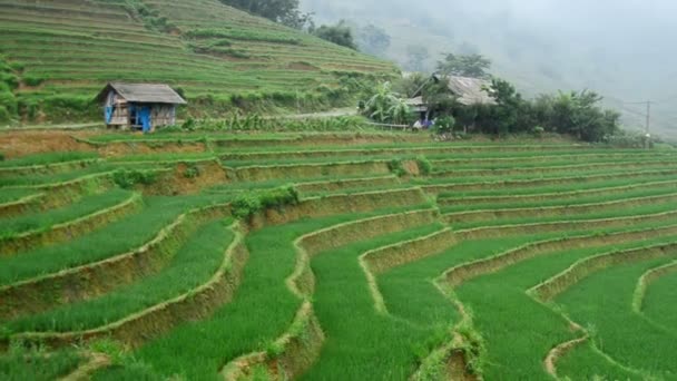 Rice Terraces in Green Valley — Stock Video